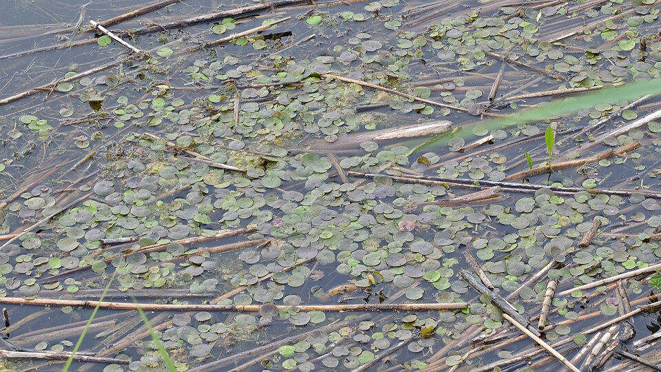 Hydrocharis morsus-ranae (European Frog-bit) (alternate view 7)