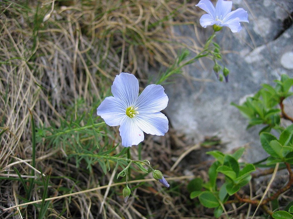 Linum perenne (alternate view 12)