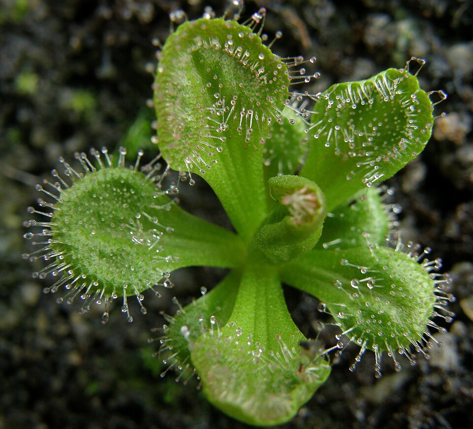 Drosera whittakeri (Whittaker's sundew) (alternate view 6)