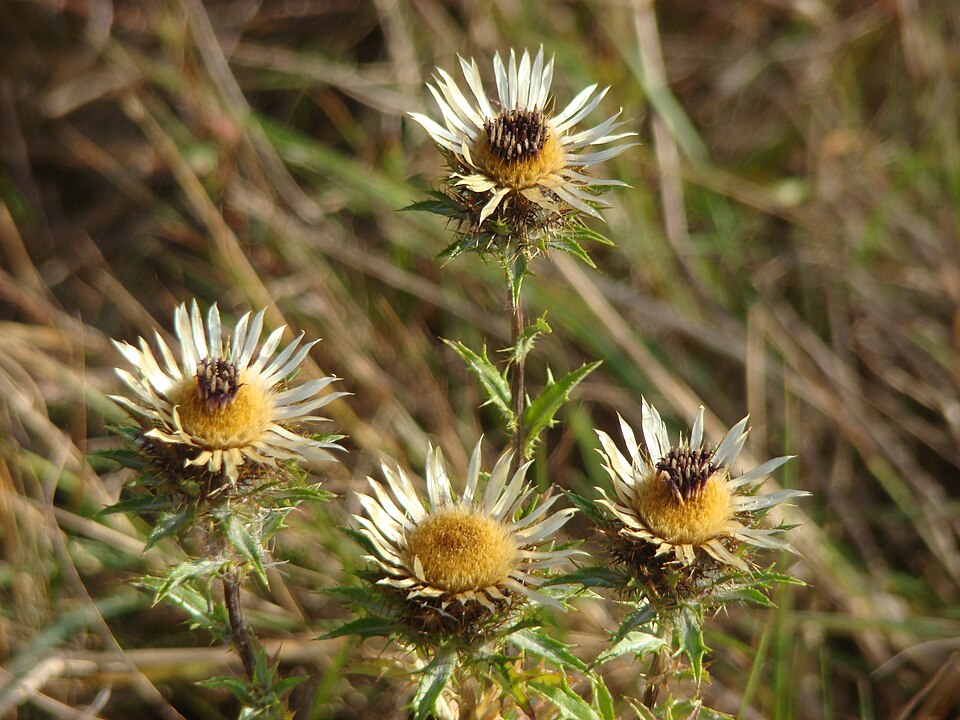 Carlina vulgaris (Carline Thistle)