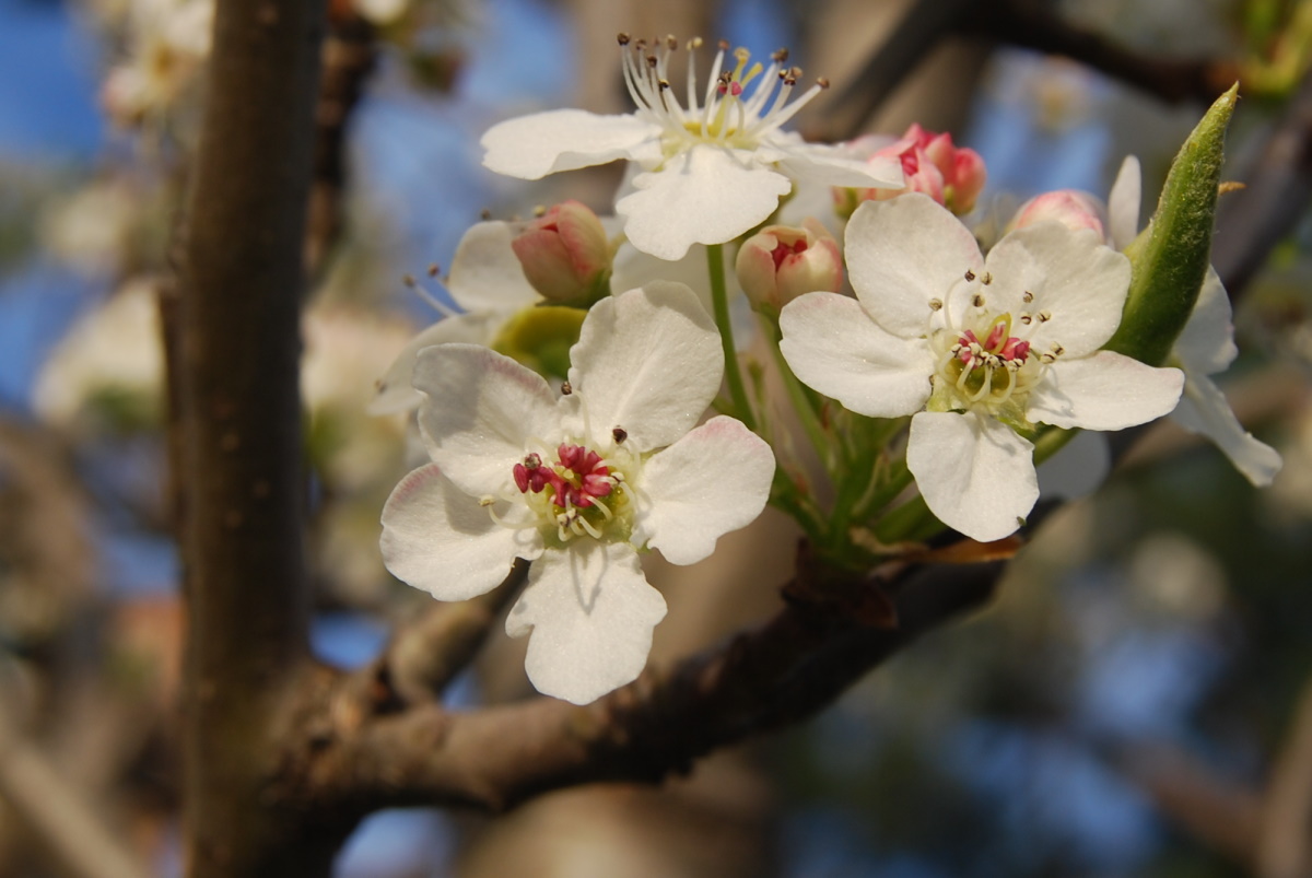 Pyrus calleryana 'Chanticleer', Callery pear 'Chanticleer' — upright deciduous (Rosaceae) (image 1 of 2)