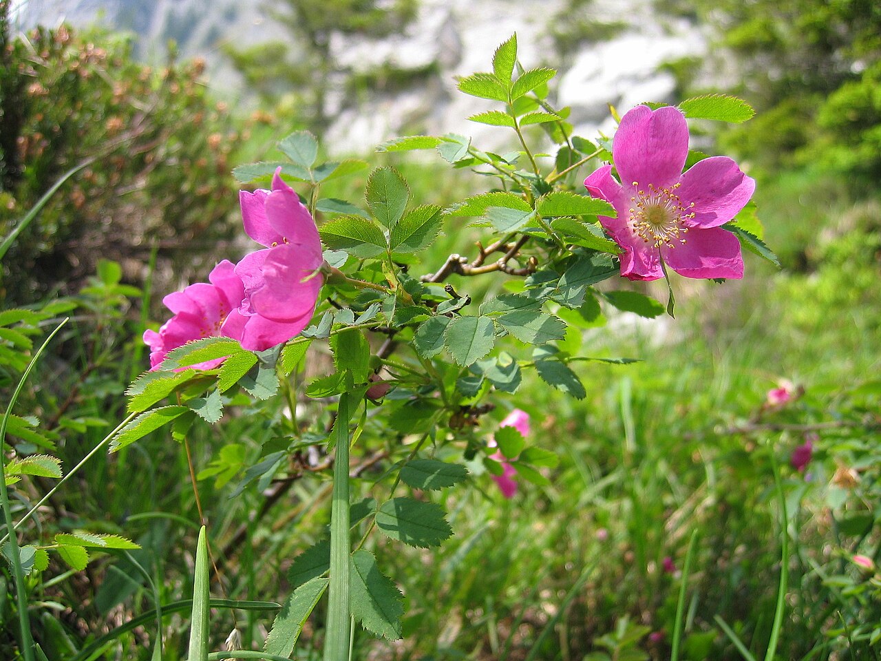 Rosa (floribunda)