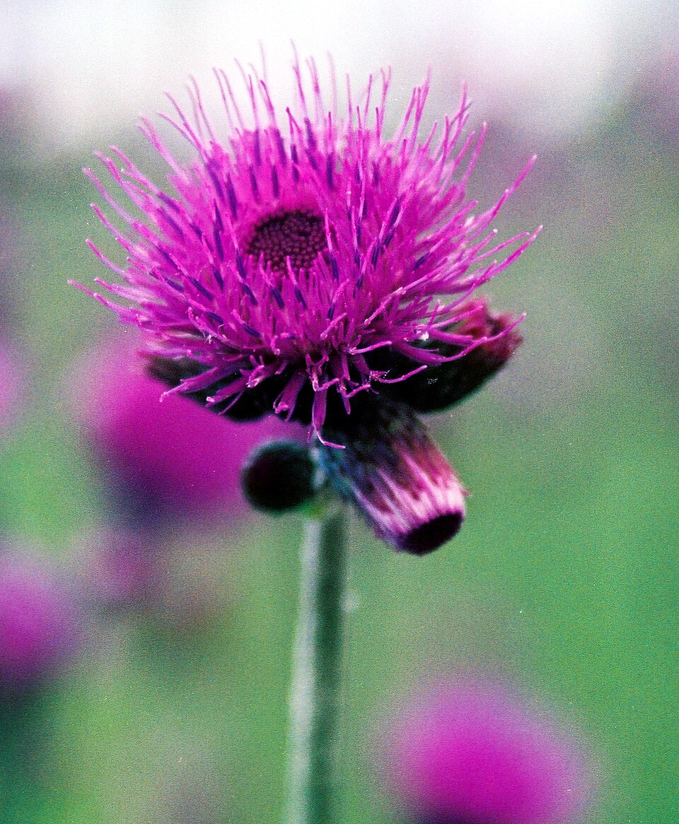 Cirsium rivulare (alternate view 9)