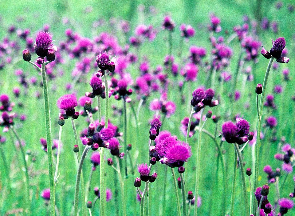Cirsium rivulare (alternate view 10)