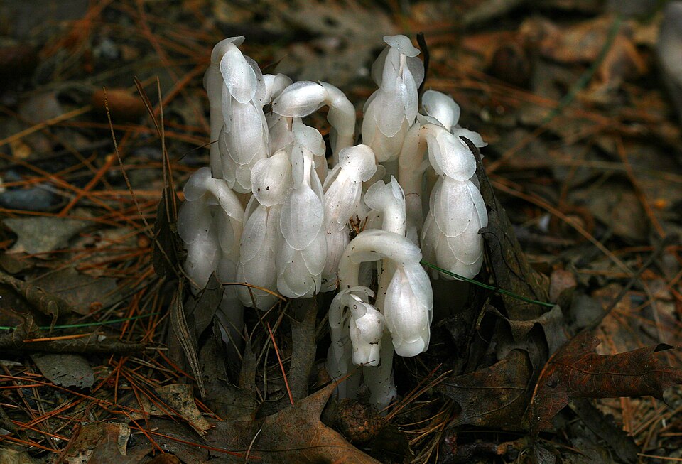 Monotropa uniflora (Ghost Pipe)