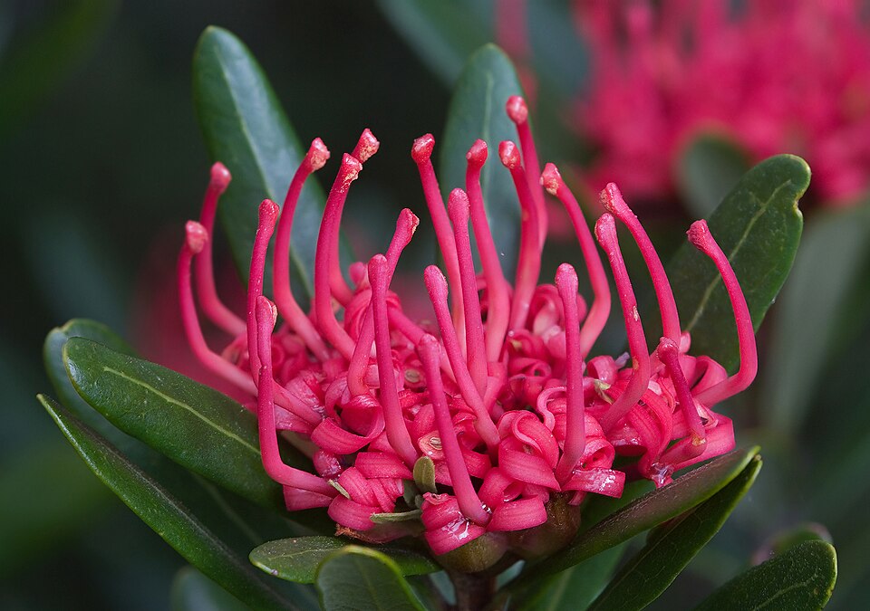 Telopea truncata (Tasmanian Waratah) (alternate view 4)