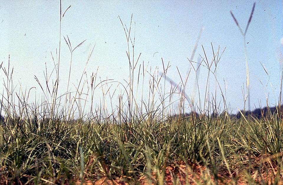 Paspalum notatum (Bahia Grass) (alternate view 6)