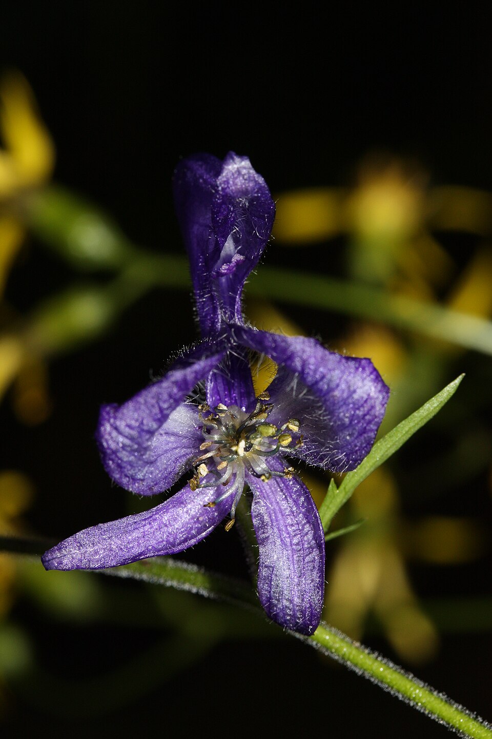 Aconitum columbianum (Columbian Monkshood) (alternate view 8)