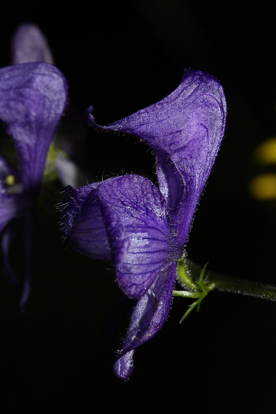 Aconitum columbianum (Columbian Monkshood) (alternate view 9)