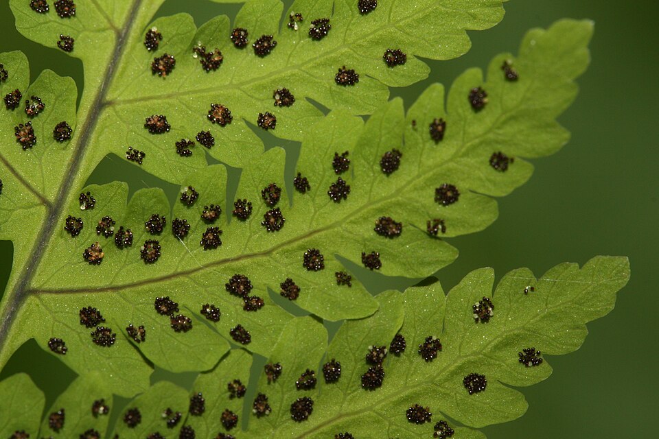 Gymnocarpium dryopteris (Northern Oak Fern) (alternate view 11)
