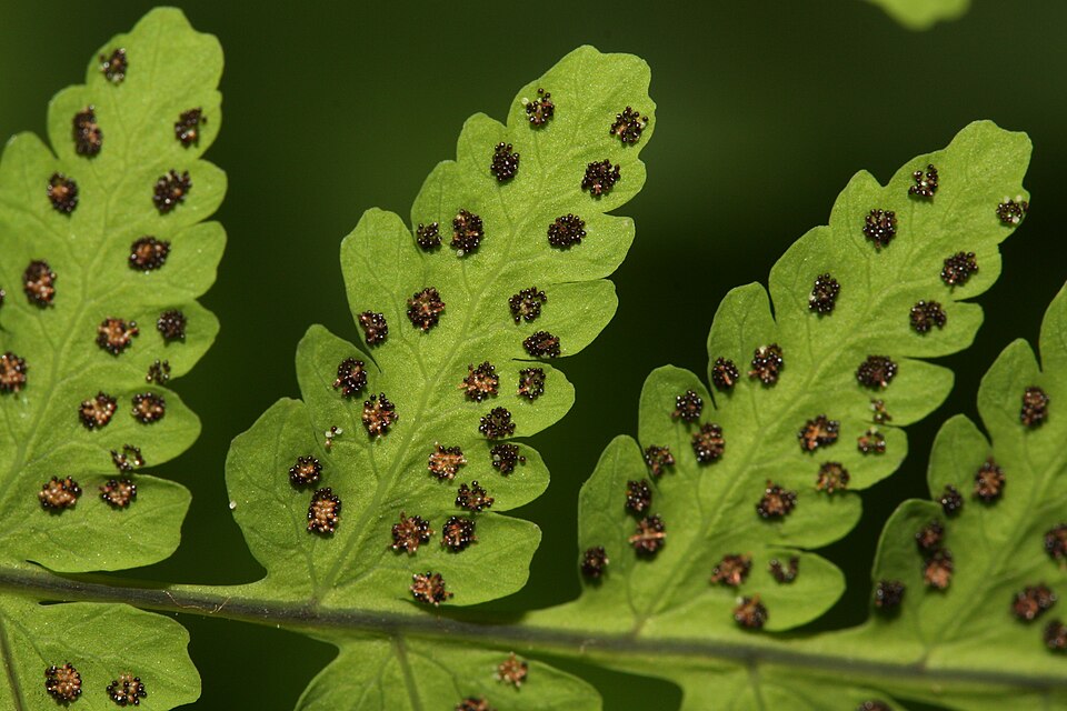 Gymnocarpium dryopteris (Northern Oak Fern) (alternate view 12)