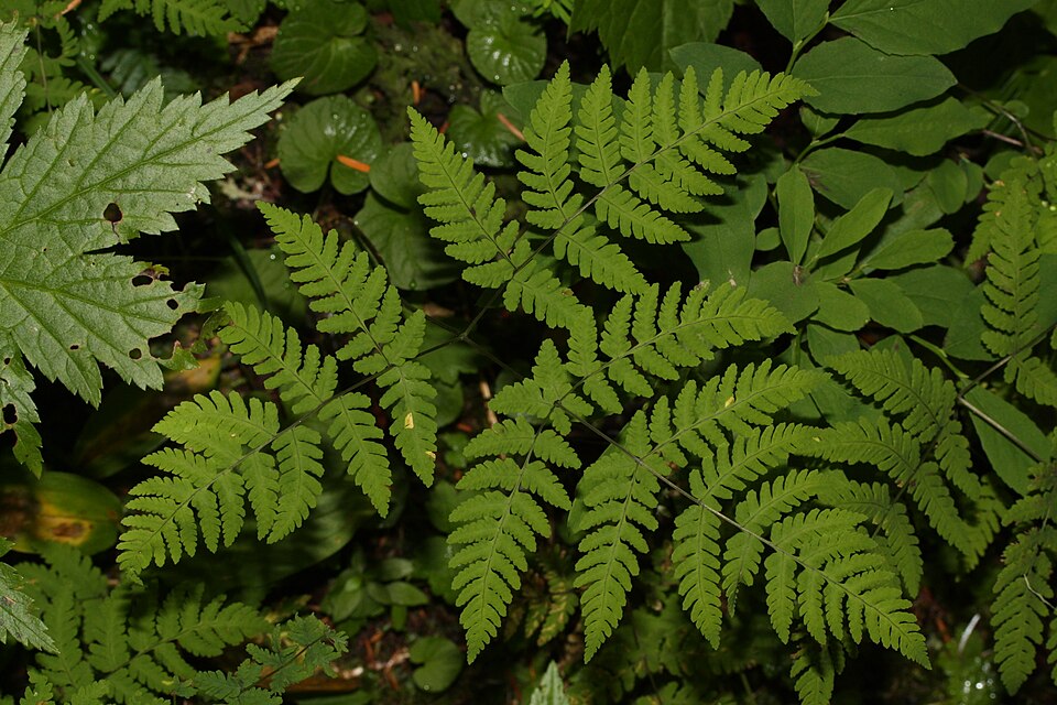 Gymnocarpium dryopteris (Northern Oak Fern) (alternate view 13)