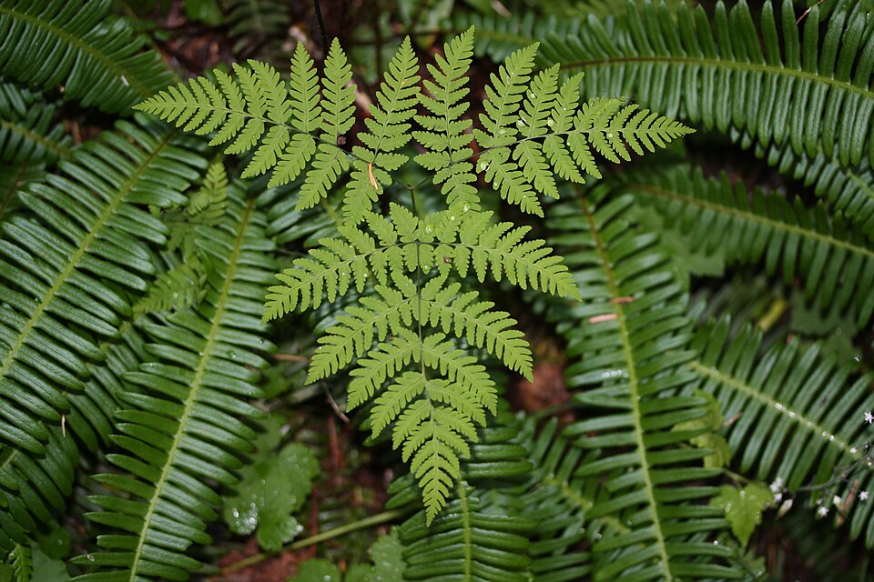 Gymnocarpium dryopteris (Northern Oak Fern) (alternate view 14)
