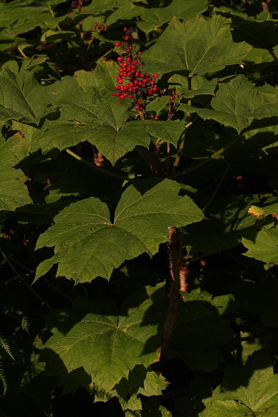 Oplopanax horridus (devil's club) (alternate view 9)