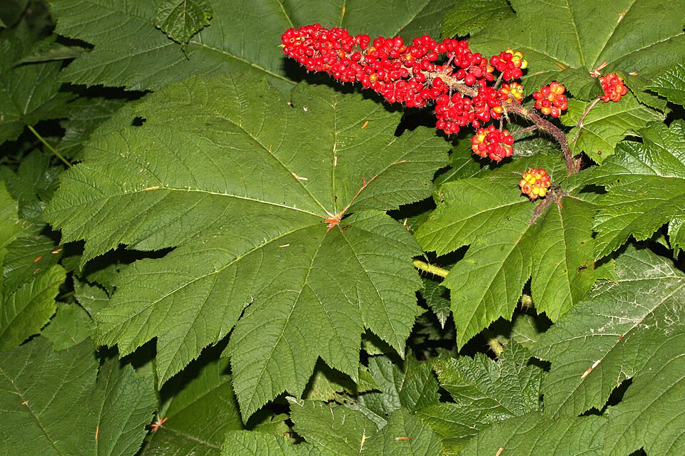 Oplopanax horridus (devil's club) (alternate view 10)