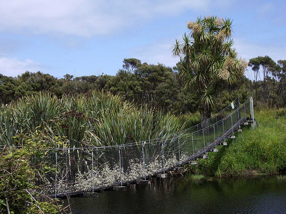 Cordyline australis (New Zealand cabbage tree) (alternate view 9)