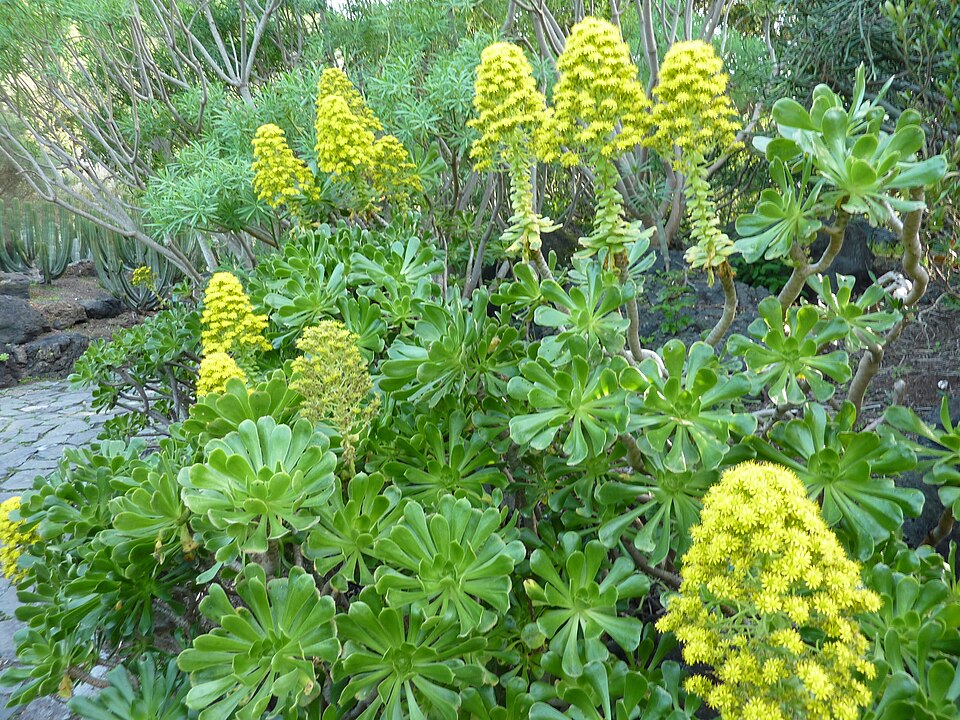 Aeonium arboreum (Tree Aeonium) (alternate view 6)