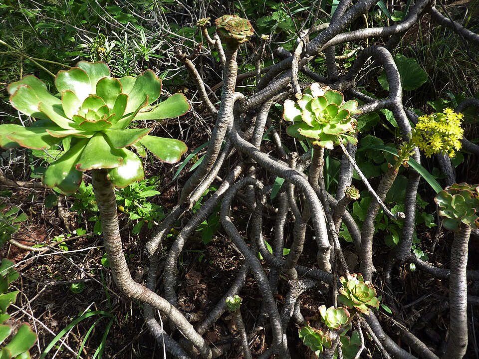 Aeonium arboreum (Tree Aeonium) (alternate view 7)