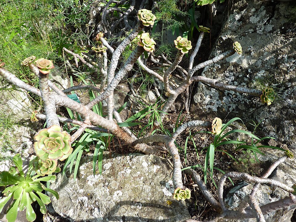 Aeonium arboreum (Tree Aeonium) (alternate view 8)