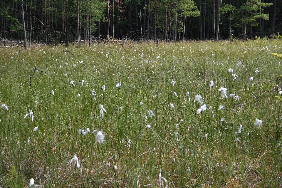 Eriophorum (Cottongrasses) (alternate view 3)
