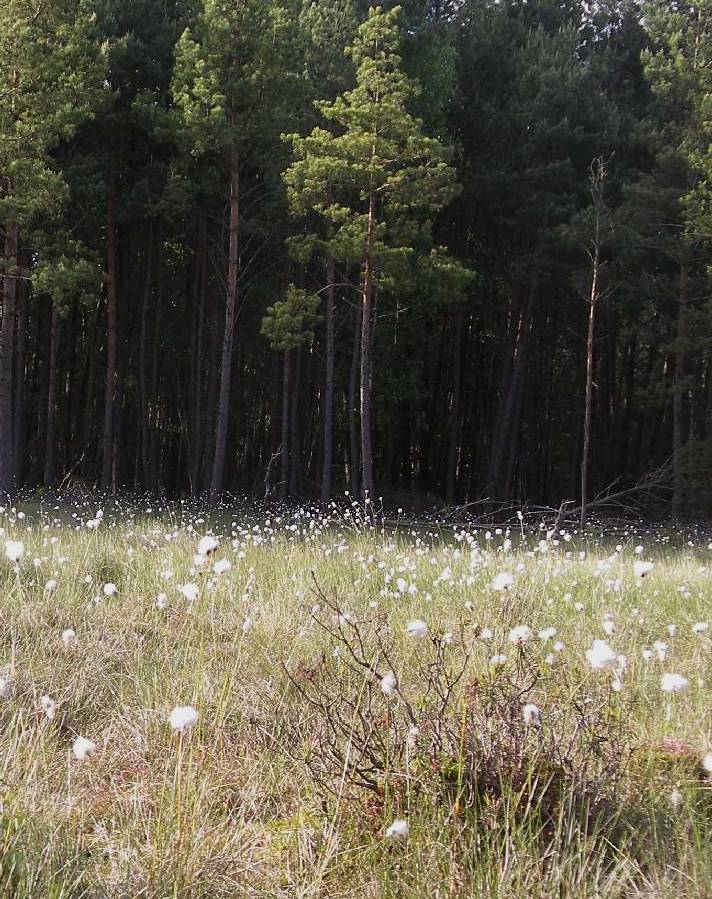 Eriophorum (Cottongrasses) (alternate view 4)