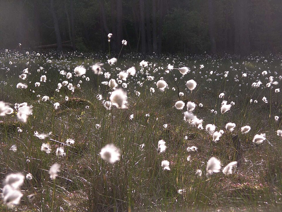 Eriophorum (Cottongrasses) (alternate view 5)