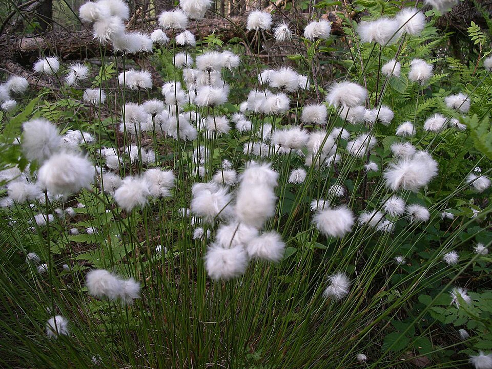 Eriophorum (Cottongrasses) (alternate view 6)