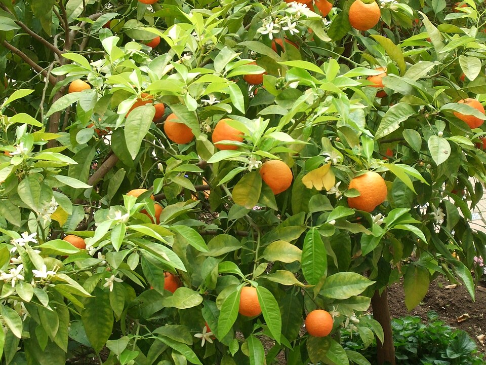 Citrus × aurantium (Orange) (alternate view 7)