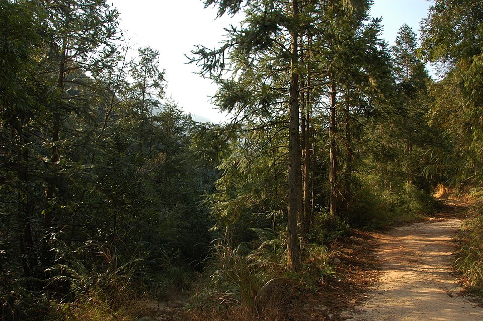 Cunninghamia lanceolata (China Fir) (alternate view 7)