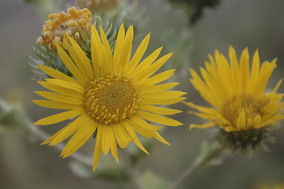 Grindelia ciliata (Spanish Gold)