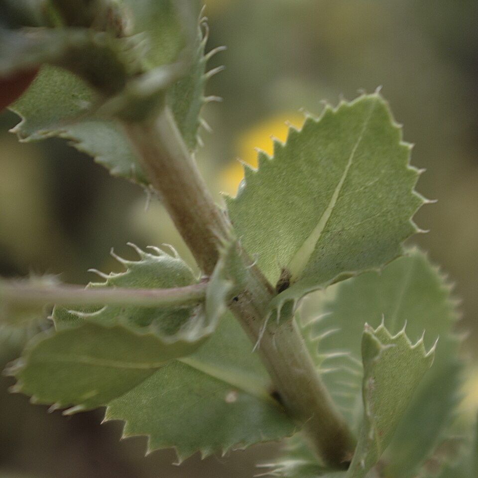 Grindelia ciliata (Spanish Gold) (alternate view 2)