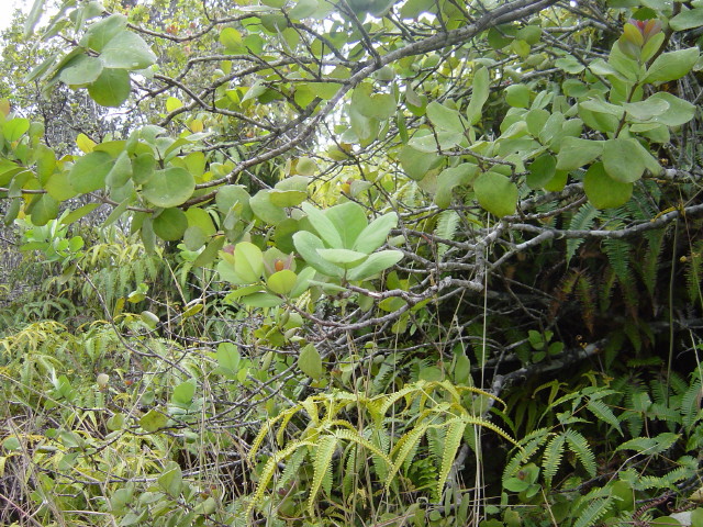 Santalum paniculatum, Hawaiian sandalwood — upright evergreen (Santalaceae) (image 1 of 10)