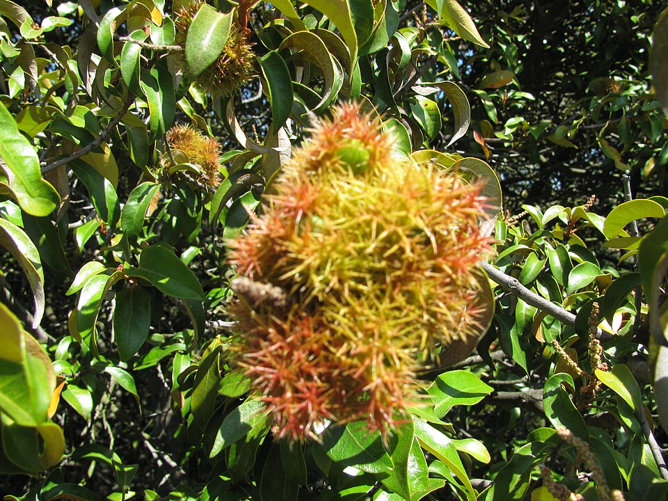 Chrysolepis chrysophylla (Golden Chinquapin) (alternate view 6)