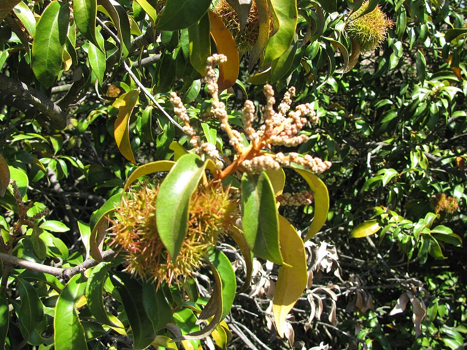 Chrysolepis chrysophylla (Golden Chinquapin) (alternate view 7)
