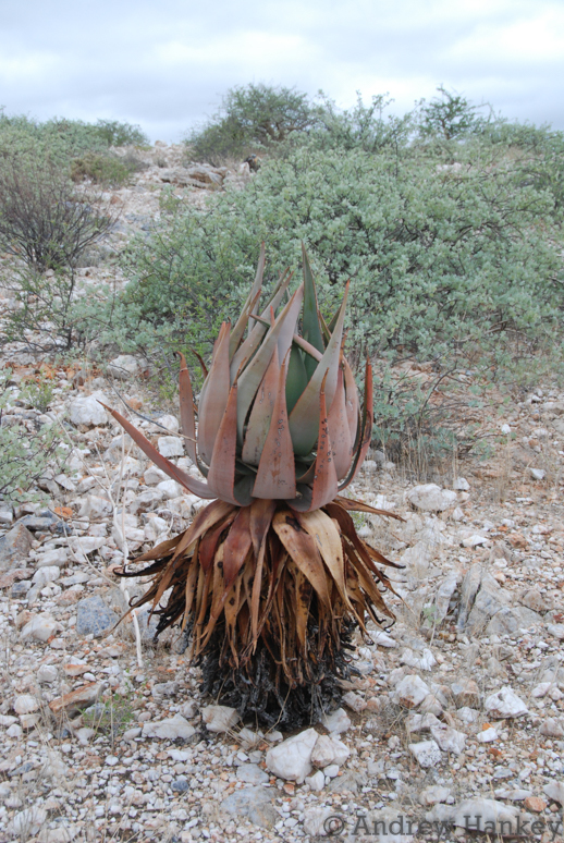 Aloe (Aloes) (alternate view 2)