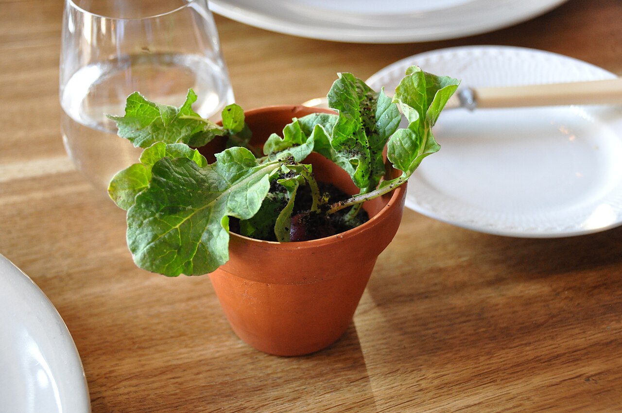 Raphanus sativus, Radish — clumping deciduous (Brassicaceae) (image 2 of 7)