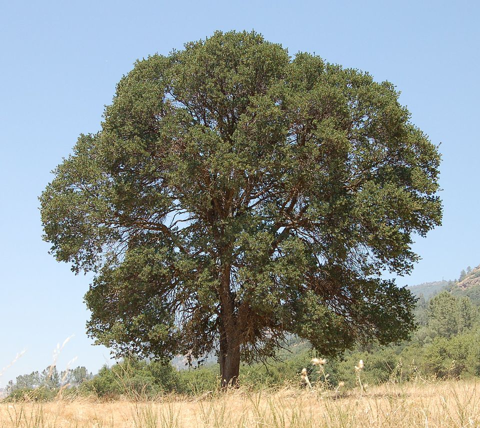Quercus douglasii (blue oak) (alternate view 3)