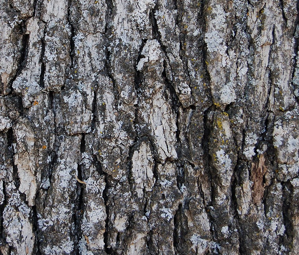 Quercus douglasii (blue oak) (alternate view 4)