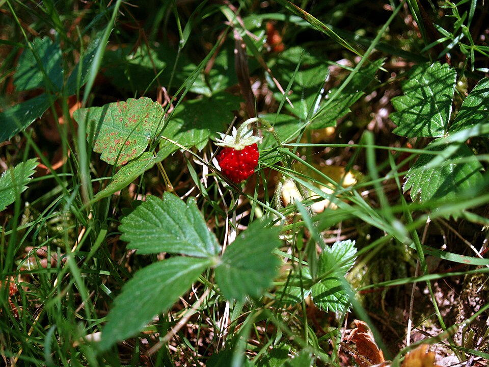 Fragaria vesca (Woodland Strawberry) (alternate view 13)