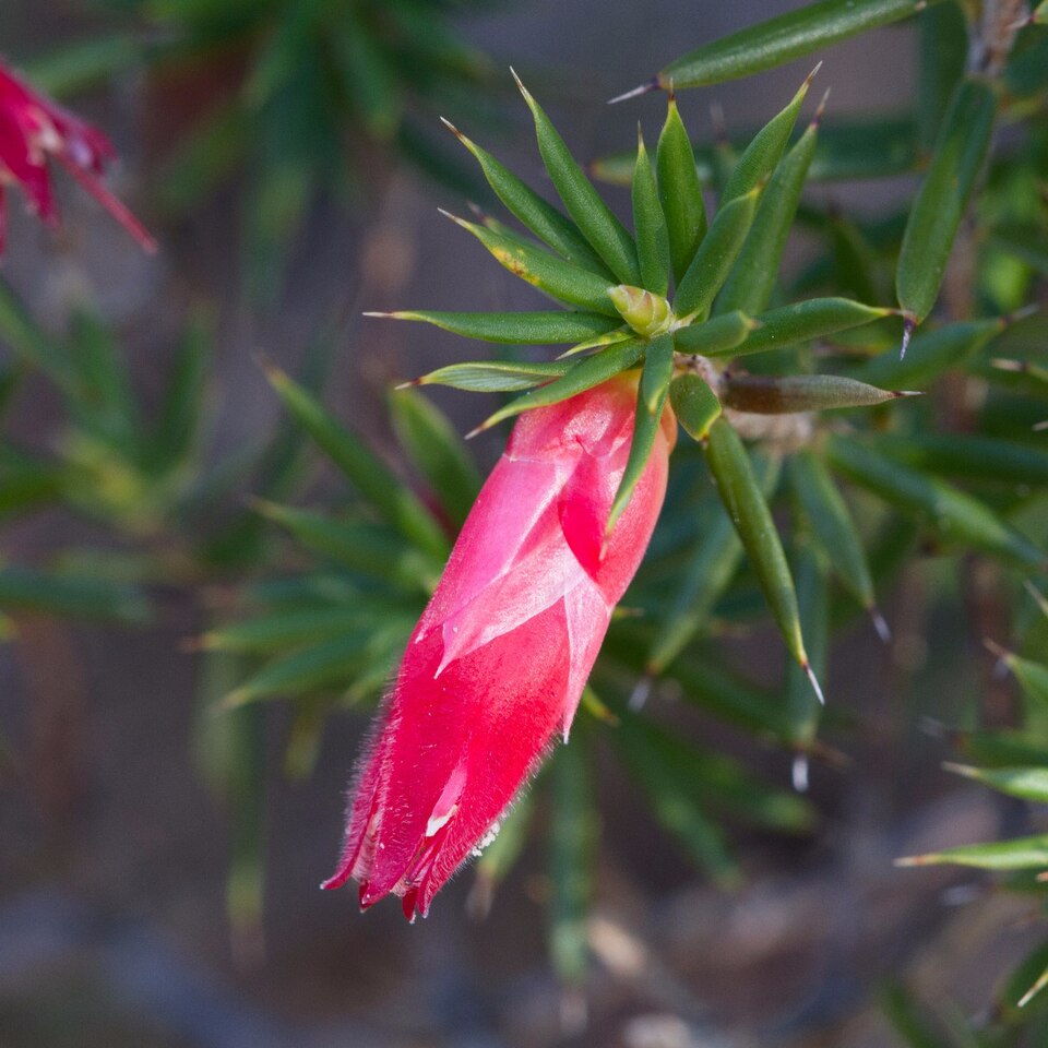 Stenanthera conostephioides (Flame Heath)