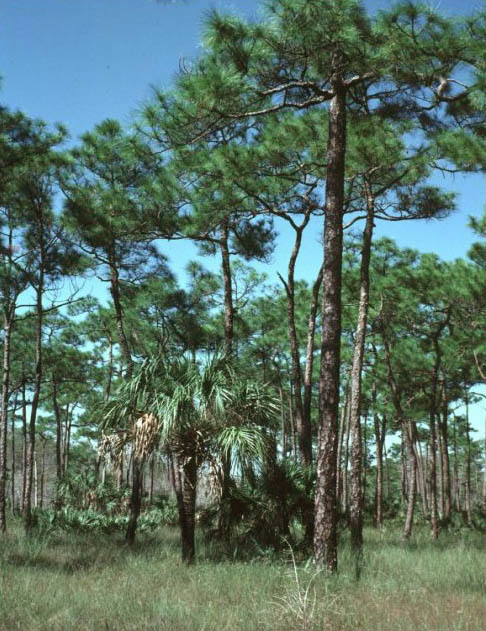 Pinus elliottii (slash pine) (alternate view 7)
