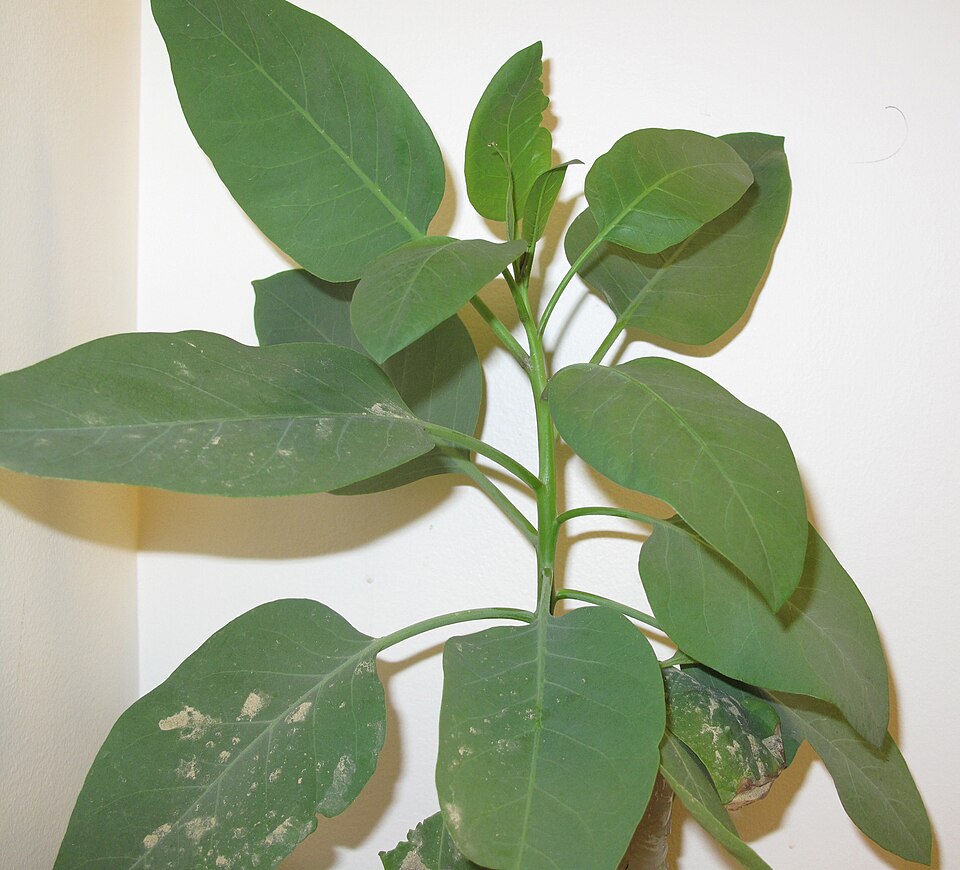 Nicotiana glauca (tree tobacco)