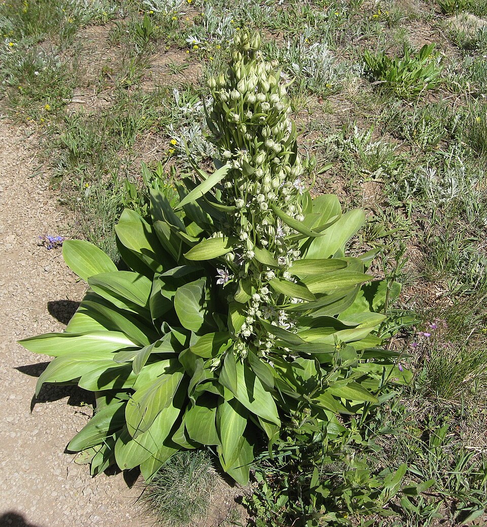 Frasera speciosa (monument plant) (alternate view 8)