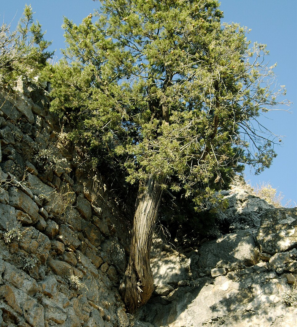 Cupressus sempervirens (Italian Cypress) (alternate view 5)