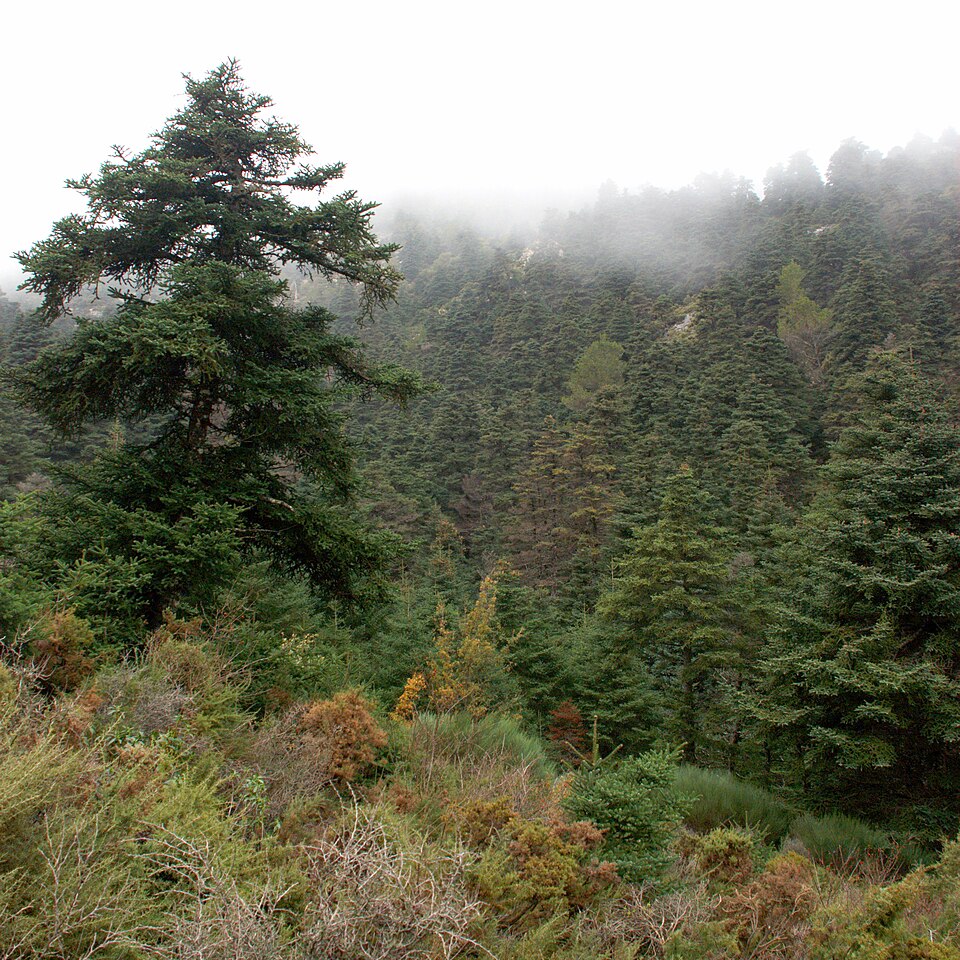 Abies pinsapo (Spanish fir) (alternate view 12)