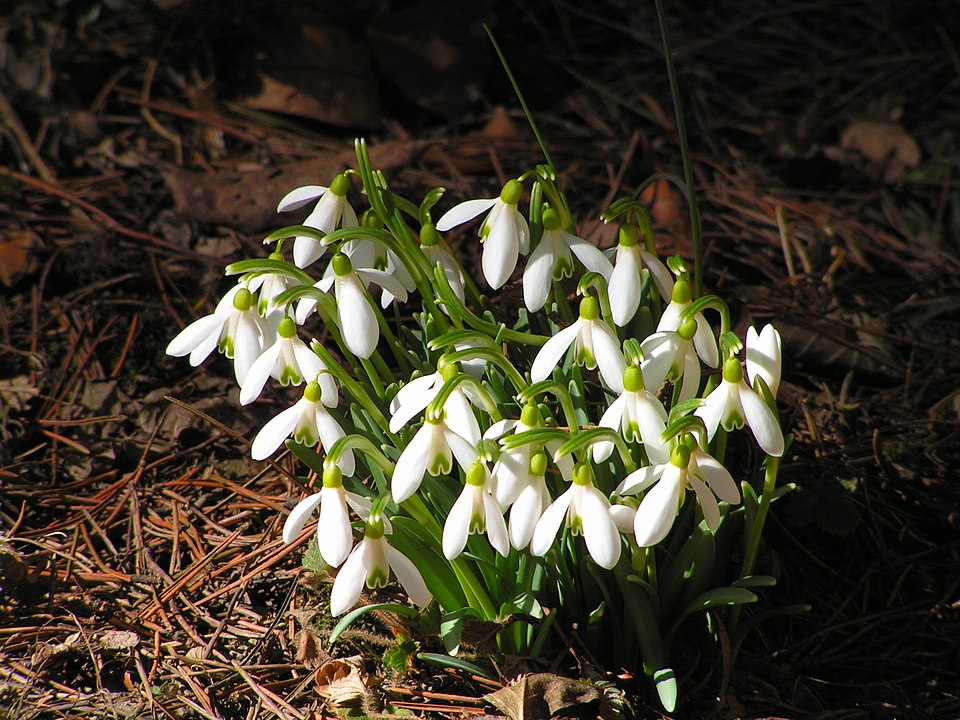 Galanthus nivalis (Common Snowdrop) (alternate view 6)