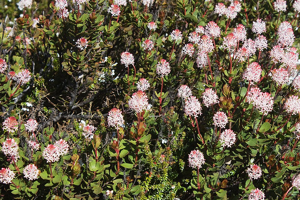 Bellendena montana (Mountain Rocket)