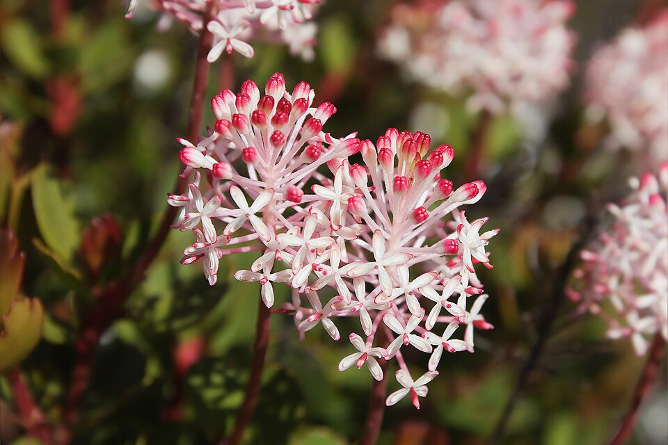 Bellendena montana (Mountain Rocket) (alternate view 2)