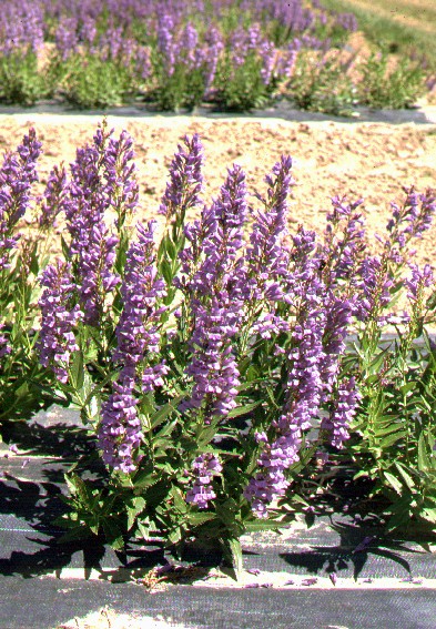 Penstemon venustus (Blue Mt Penstemon) (alternate view 6)