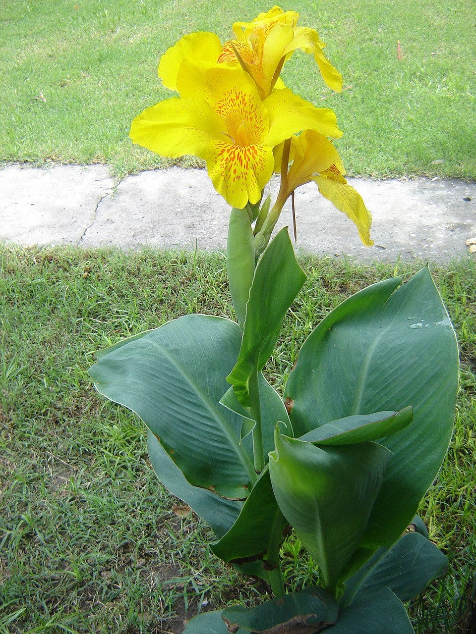 Canna glauca (Water Canna) (alternate view 8)